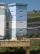 Honey Bees at Lavender Hill Farms