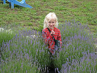 Visitor Tours at Lavender Hill Farms